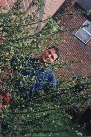 bushes
