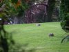rabbits